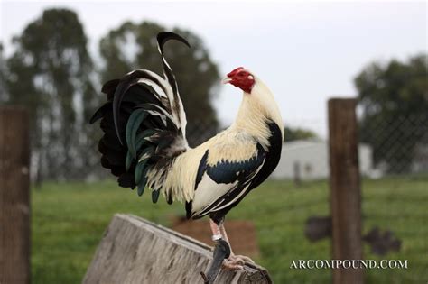 joe goode grey|joe goode grey fowl.